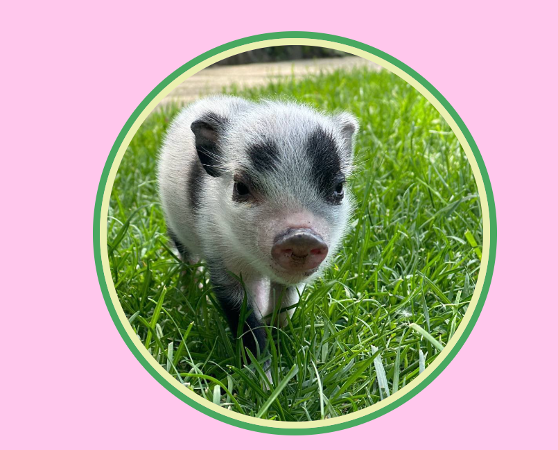 лого Petunia
